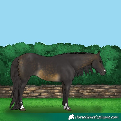 Horse Color:Buckskin 