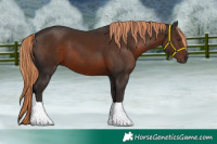 Horse Color:Liver Chestnut