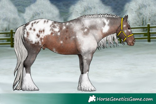 Horse Color:White Spotted Silver Brown Tobiano Blanket 