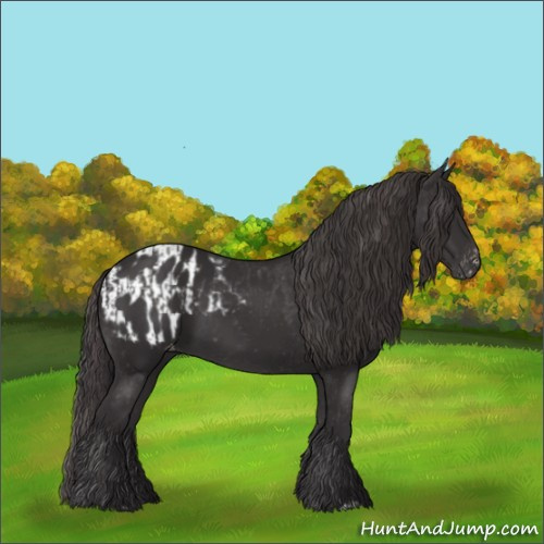 Horse Color:Smoky Black and Smoky Black Appaloosa