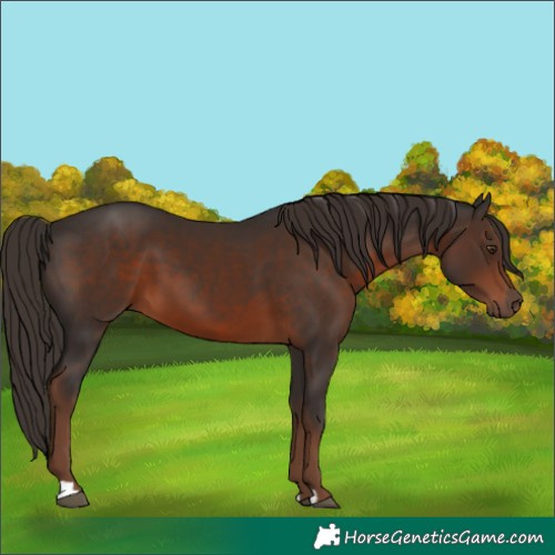 Horse Color:Liver Chestnut 