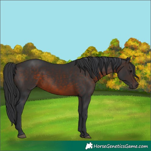 Horse Color:Brown 