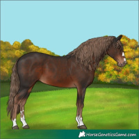 Horse Color:Liver Chestnut 