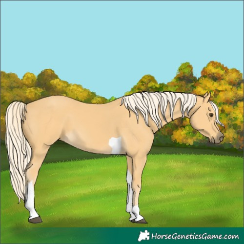 Horse Color:Palomino Tobiano