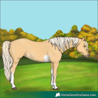Horse Color:Palomino Tobiano 