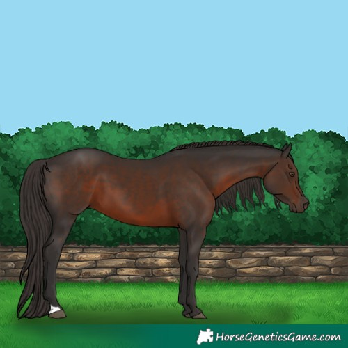 Horse Color:Liver Chestnut 