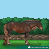 Horse Color:Liver Chestnut 