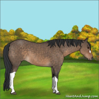 Horse Color:Brown Dun 