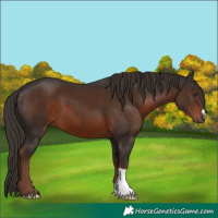 Horse Color:Liver Chestnut 