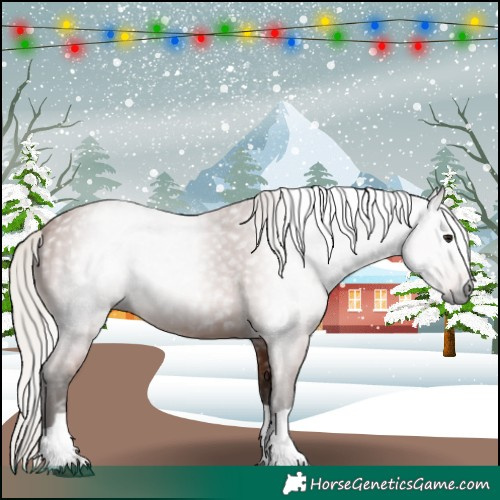 Horse Color:Gray Silver Bay 