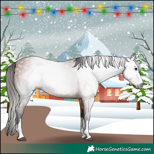 Horse Color:Gray Bay 