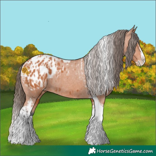 Horse Color:Bay Splash Tobiano Appaloosa  and Bay Splash Tobiano Appaloosa 