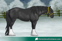 Horse Color:Black Tobiano 