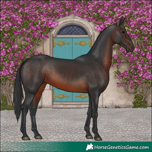 Horse Color:Brown 