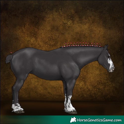 Horse Color:Smoky Black  and Smoky Black 