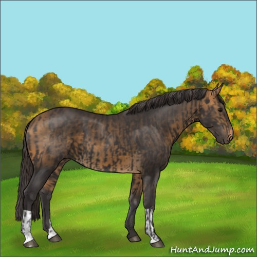 Horse Color:Smoky Black  and Buckskin 