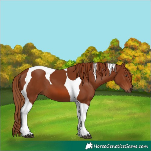 Horse Color:Chestnut Tobiano