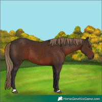 Horse Color:Liver Chestnut 