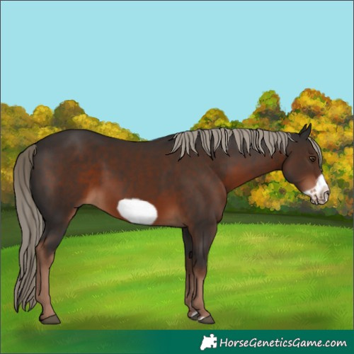 Horse Color:Liver Chestnut Frame 