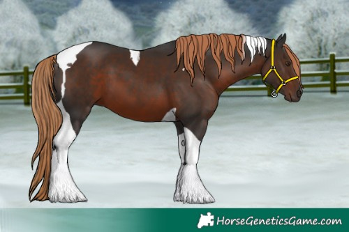 Horse Color:Liver Chestnut Tobiano 