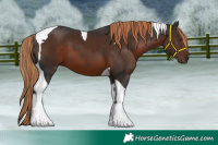 Horse Color:Liver Chestnut Tobiano