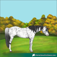 Horse Color:White Spotted Blue Roan Splash Frame Appaloosa 