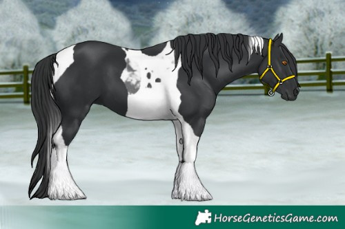 Horse Color:Black Tobiano 