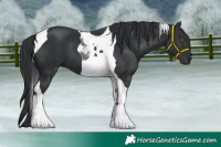 Horse Color:Black Tobiano 