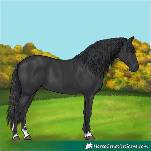 Horse Color:Black 