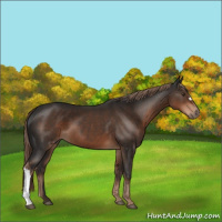 Horse Color:Liver Chestnut 