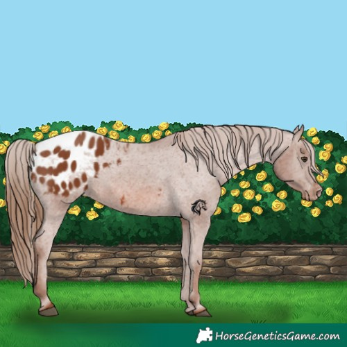 Horse Color:Chestnut Appaloosa 