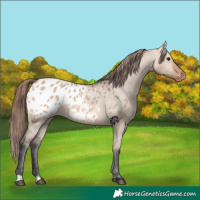 Horse Color:Bay Dun Appaloosa 