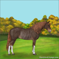 Horse Color:Liver Chestnut Rabicano 