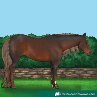Horse Color:Liver Chestnut 