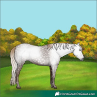 Horse Color:Gray Chestnut 