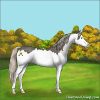 Horse Color:Silver Black Splash 