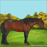 Horse Color:Brown 