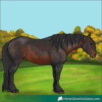 Horse Color:Brown 