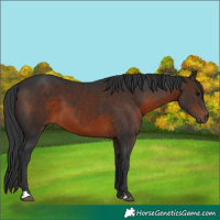 Horse Color:Brown 