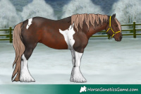Horse Color:Liver Chestnut Tobiano 