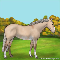 Horse Color:Silver Bay Dun Sabino Tobiano Frame Rabicano 
