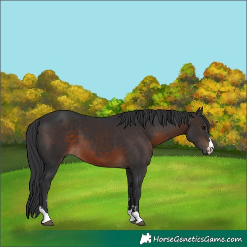 Horse Color:Brown 