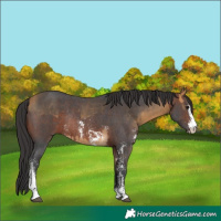 Horse Color:Buckskin Sabino  and Brown Sabino Rabicano 