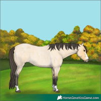 Horse Color:Buckskin Roan 