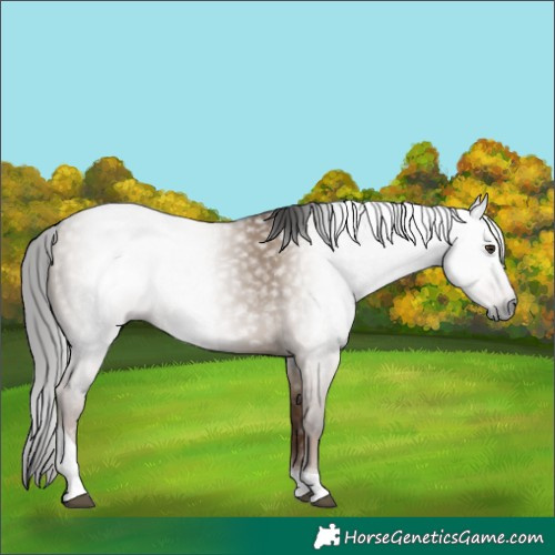 Horse Color:Gray Liver Red Dun Tobiano 