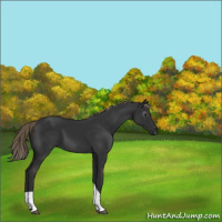 Horse Color:Gray Chocolate Palomino Tobiano