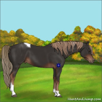Horse Color:Liver Chestnut Tobiano 
