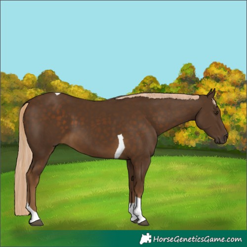 Horse Color:Chocolate Palomino Tobiano 
