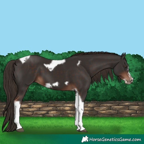Horse Color:Liver Chestnut Tobiano Frame 