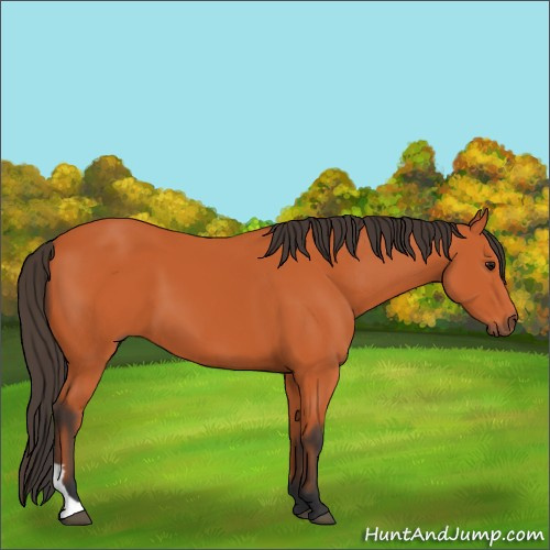 Horse Color:Bay 